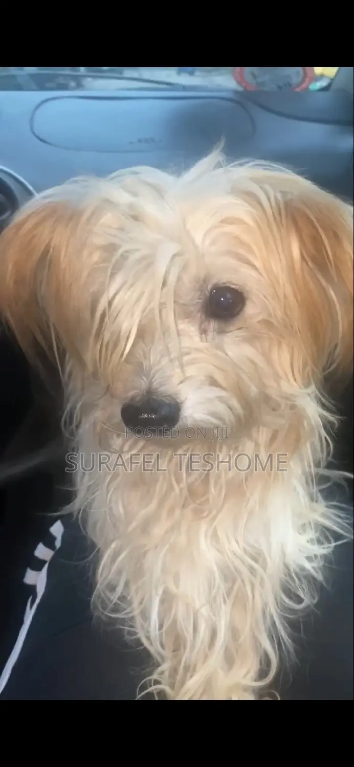 3-6 months Male Purebred Maltese