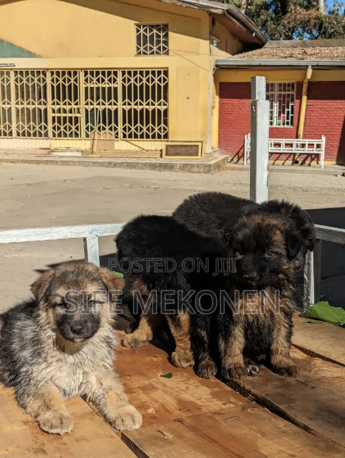 1-3 months Male Purebred German Shepherd