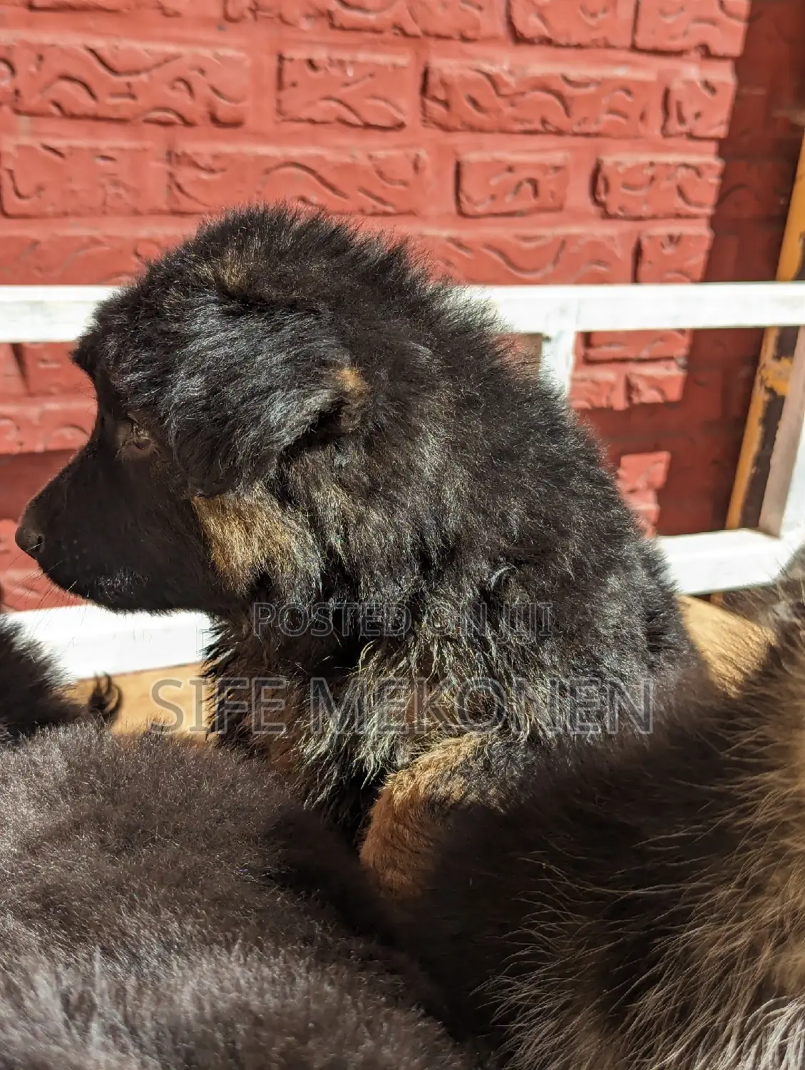 1-3 months Male Purebred German Shepherd