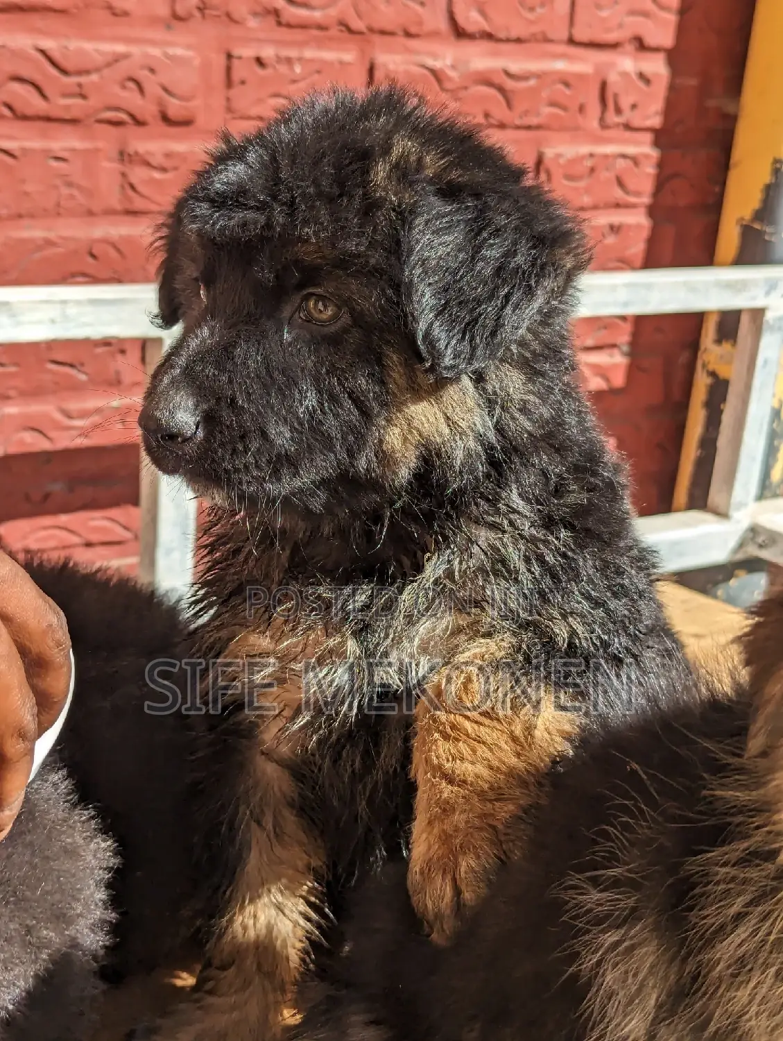 1-3 months Male Purebred German Shepherd