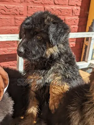Photo - 1-3 months Male Purebred German Shepherd