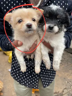 Photo - 1-3 months Male Purebred Maltese