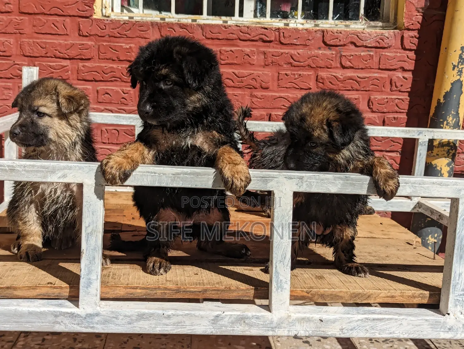 1-3 months Male Purebred German Shepherd