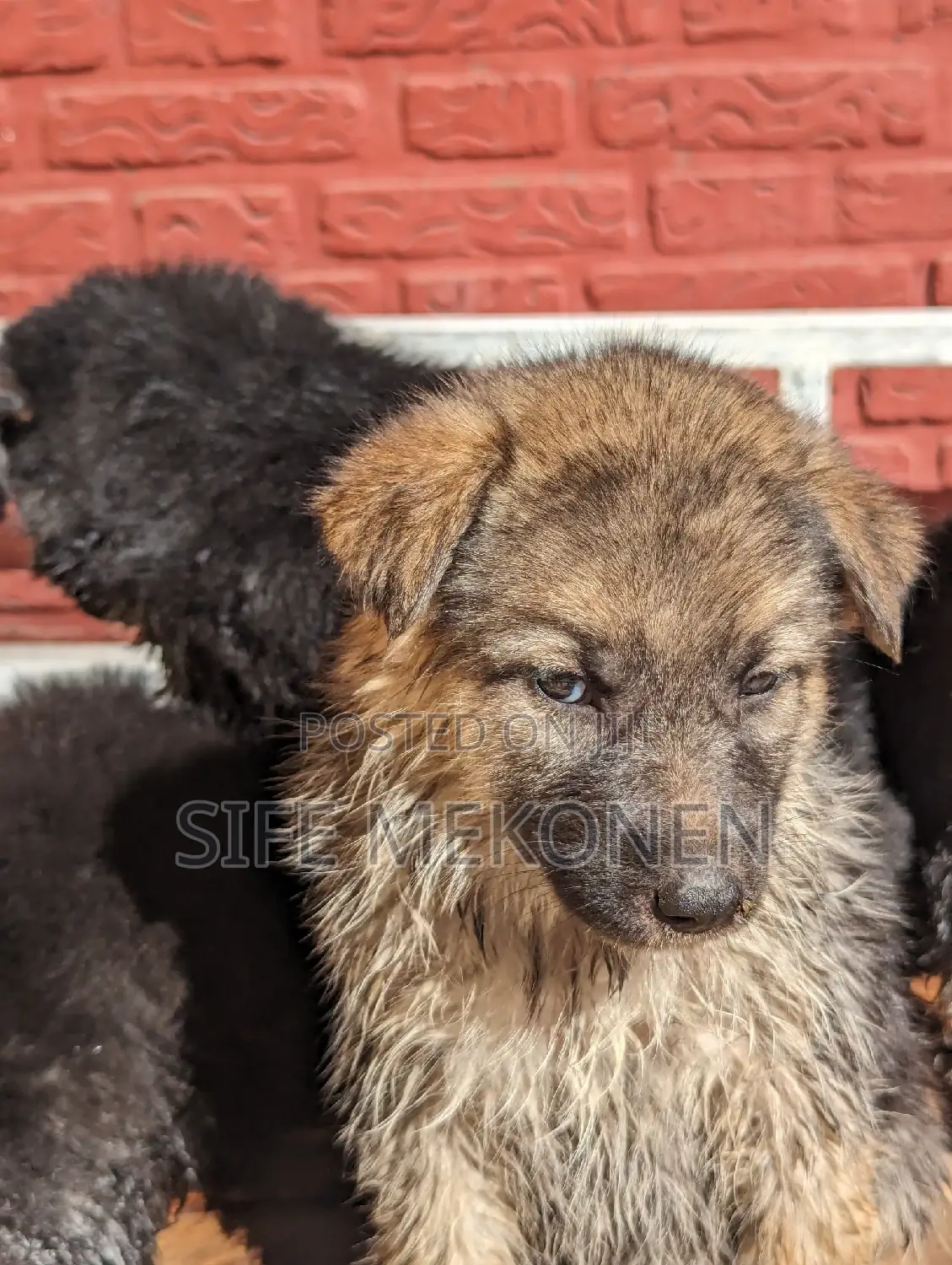 1-3 months Male Purebred German Shepherd