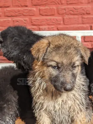 1-3 months Male Purebred German Shepherd