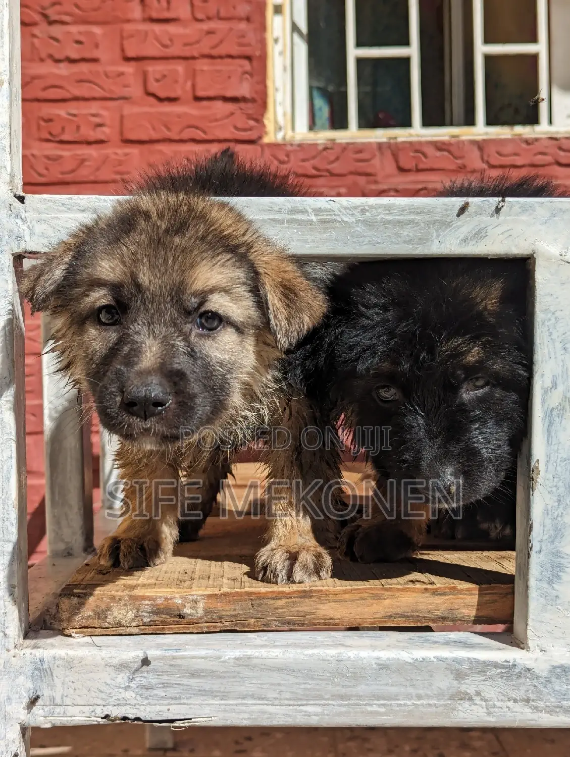 1-3 months Male Purebred German Shepherd