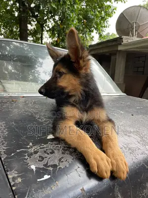 1-3 months Male Purebred German Shepherd