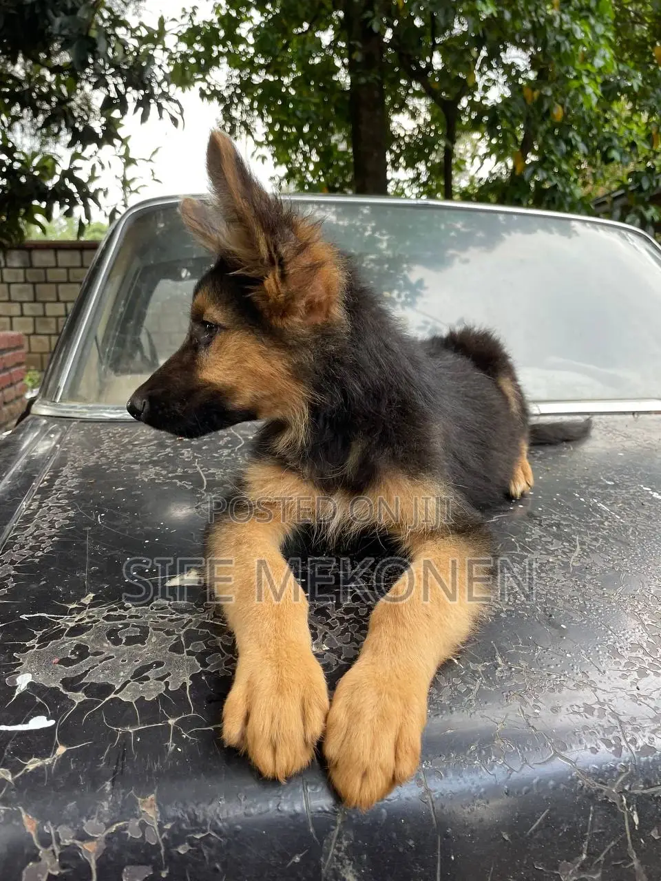 1-3 months Male Purebred German Shepherd