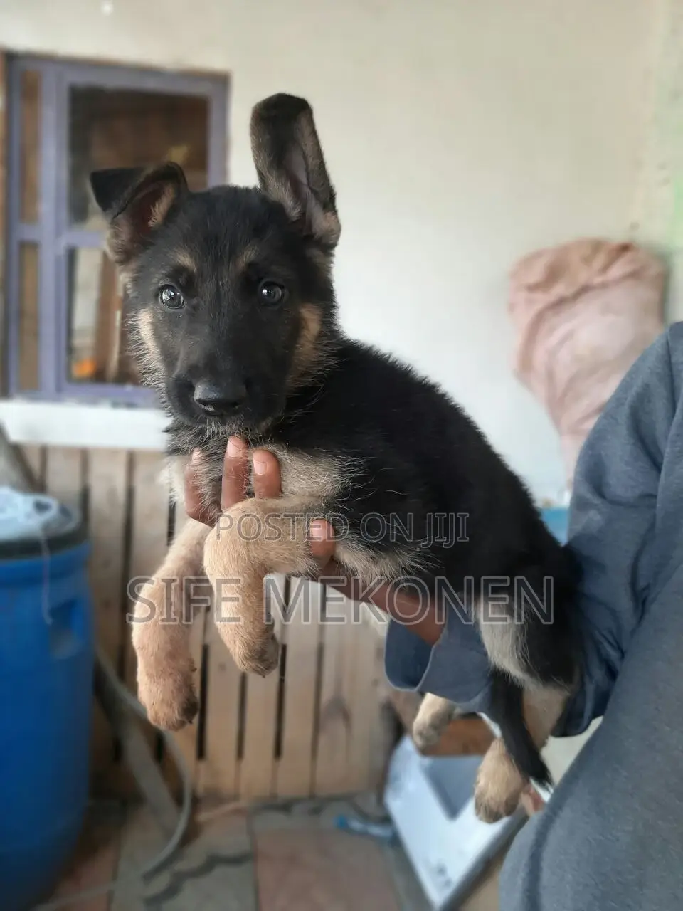 1-3 months Male Purebred German Shepherd