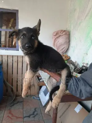 1-3 months Male Purebred German Shepherd