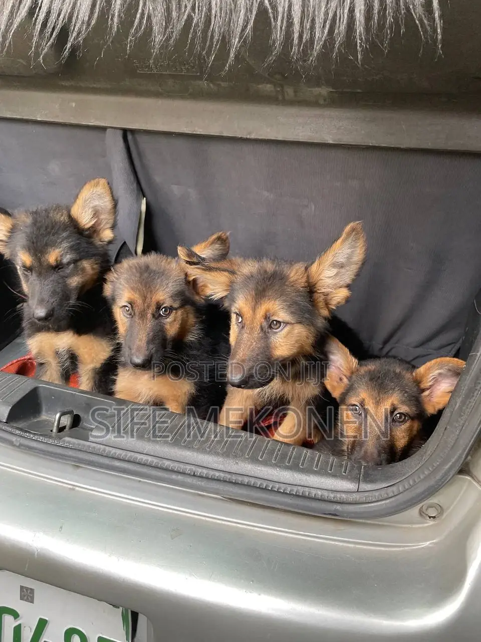 1-3 months Male Purebred German Shepherd