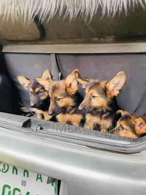 1-3 months Male Purebred German Shepherd