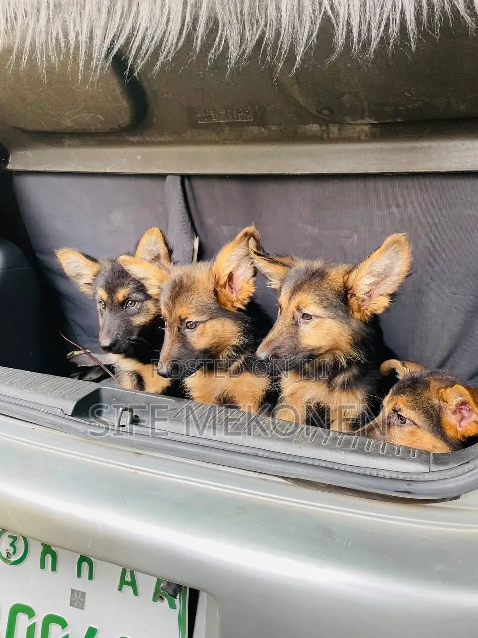 1-3 months Male Purebred German Shepherd