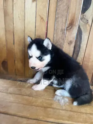 1-3 months Male Purebred Siberian Husky
