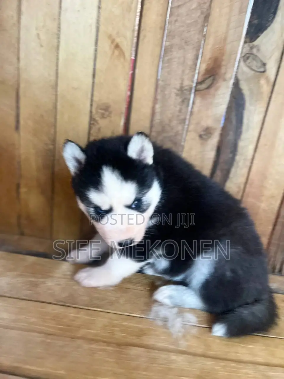 1-3 months Male Purebred Siberian Husky