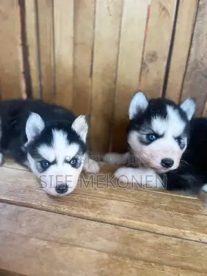 Photo - 1-3 months Male Purebred Siberian Husky
