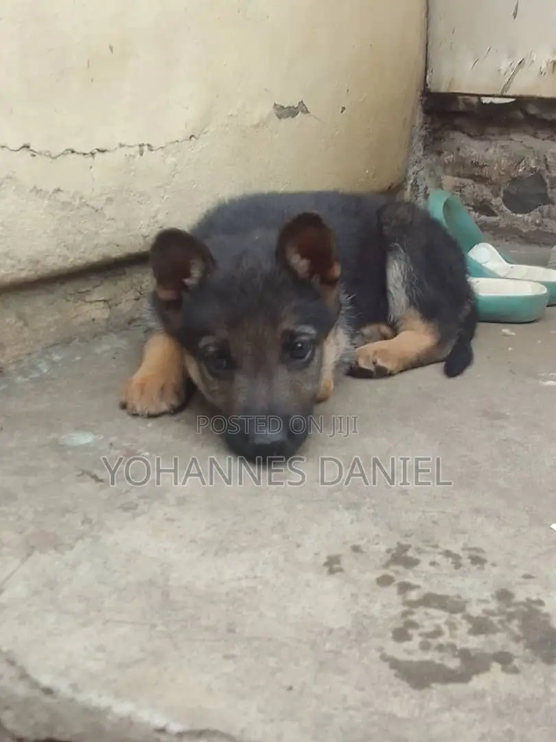 1-3 months Male Mixed Breed German Shepherd