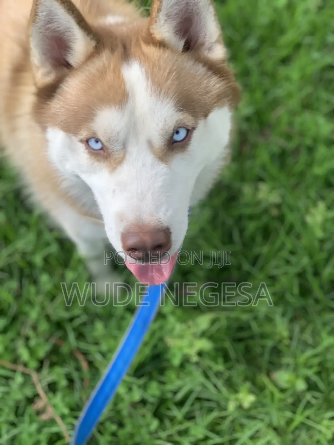 3-6 months Male Purebred Siberian Husky