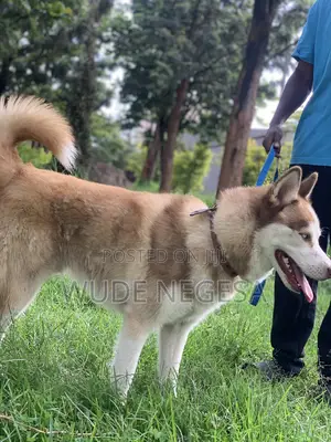 3-6 months Male Purebred Siberian Husky