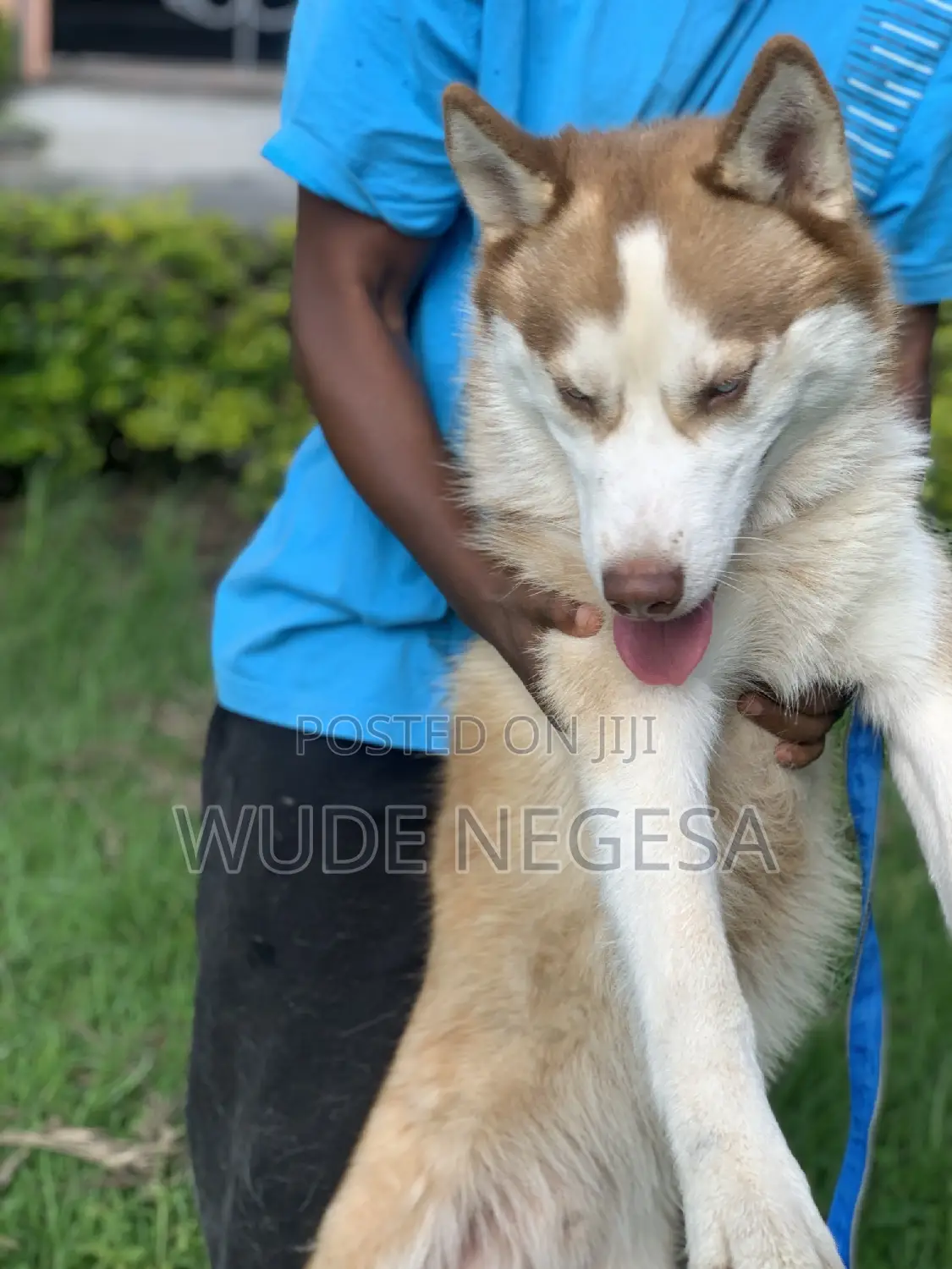 3-6 months Male Purebred Siberian Husky