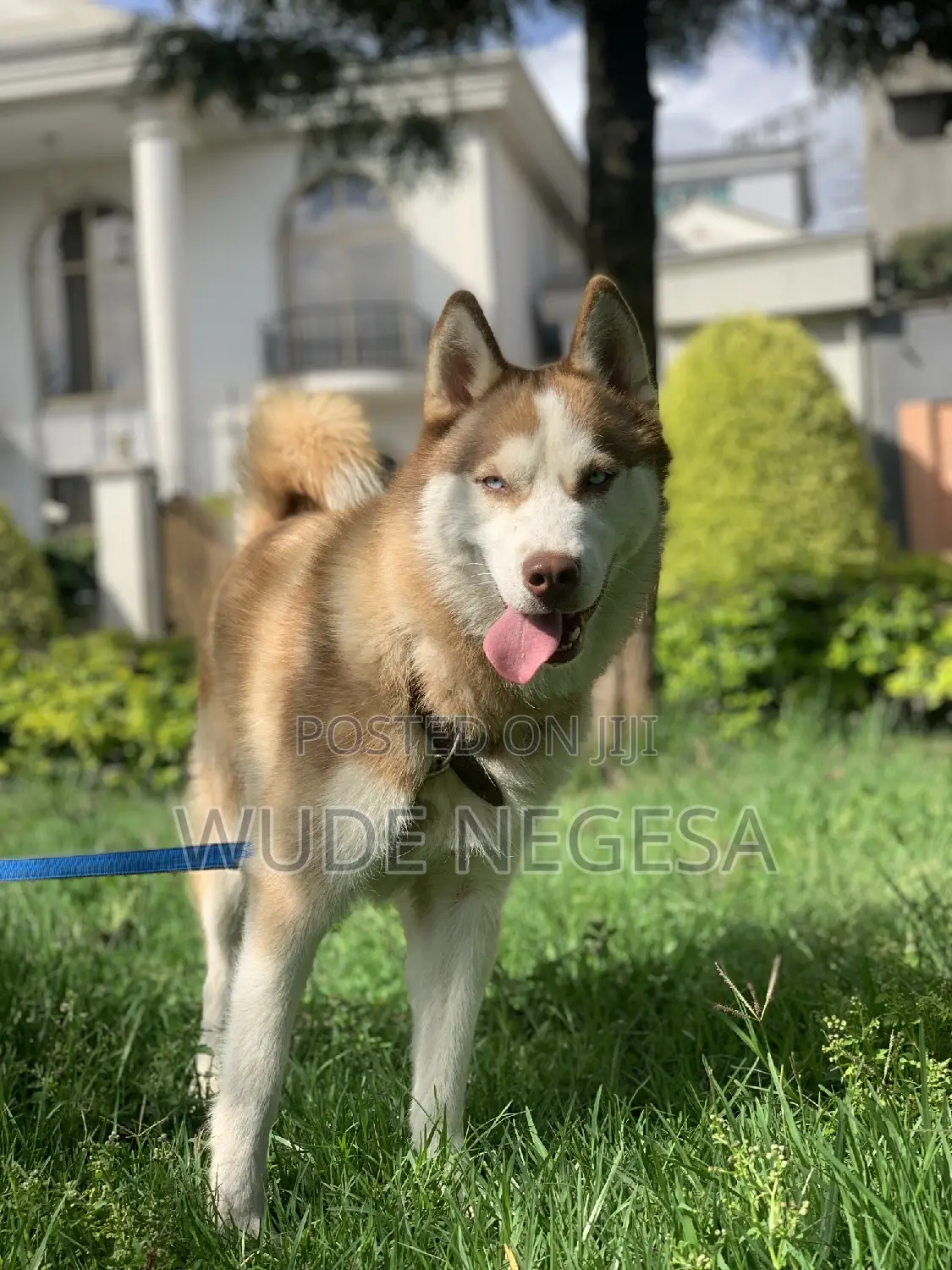 3-6 months Male Purebred Siberian Husky