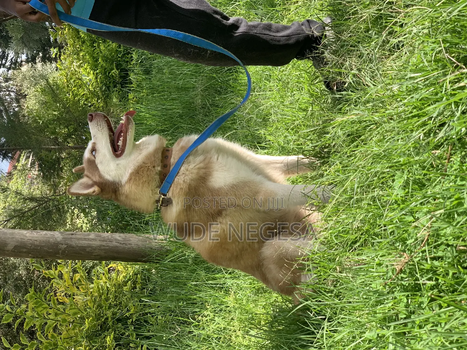 3-6 months Male Purebred Siberian Husky