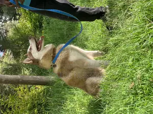 3-6 months Male Purebred Siberian Husky