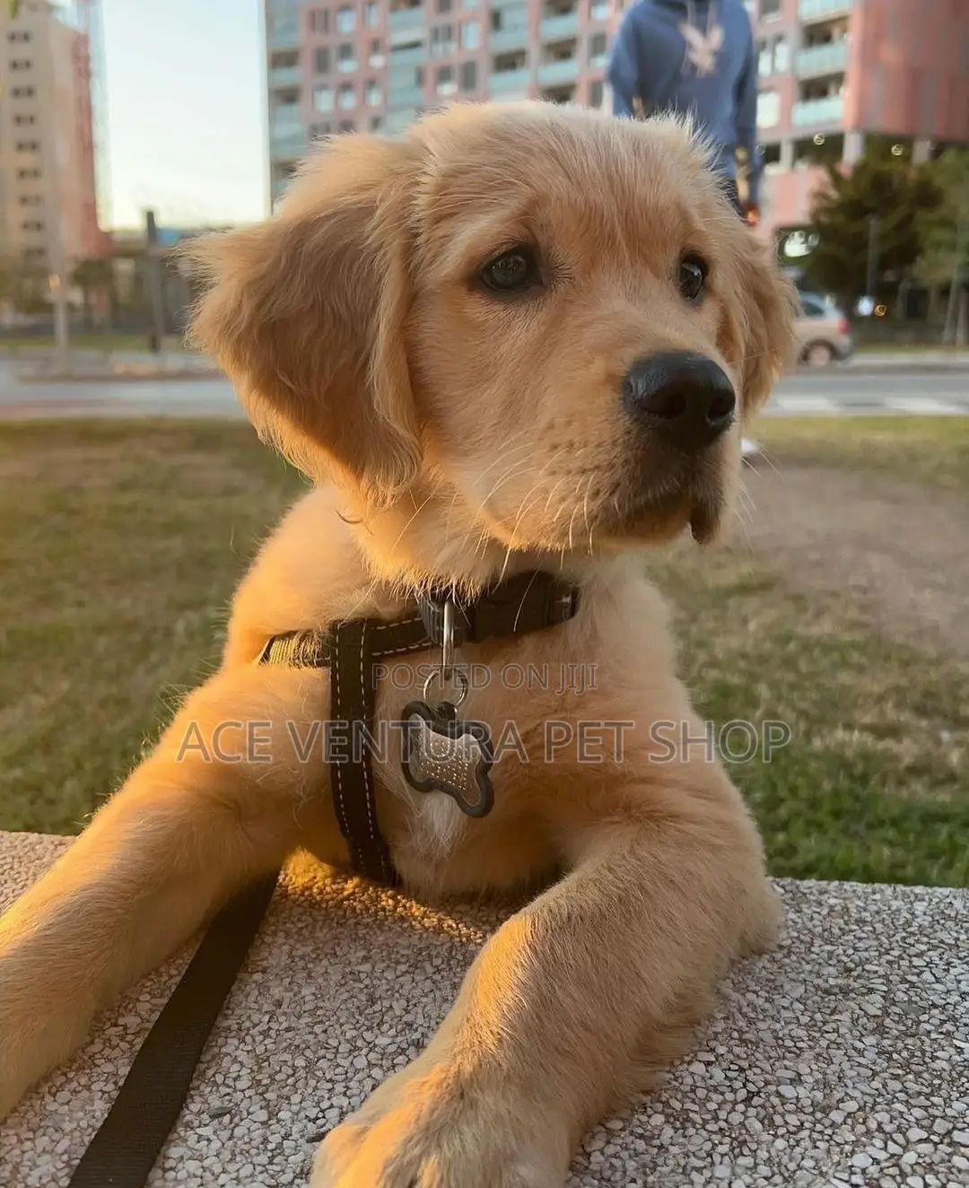 1-3 months Male Purebred Golden Retriever