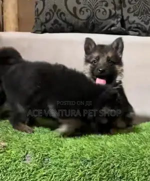 1-3 months Male Purebred German Shepherd