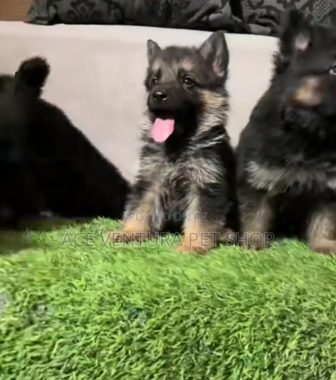 1-3 months Male Purebred German Shepherd