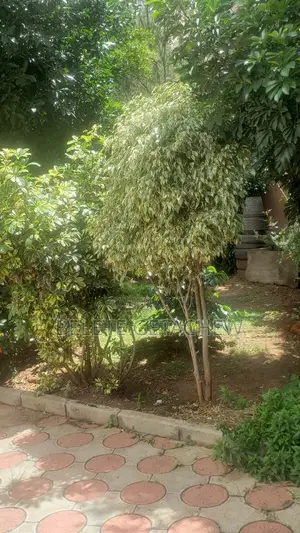 7bdrm Duplex in Ayat, G+2+Terrace,, Bole for sale