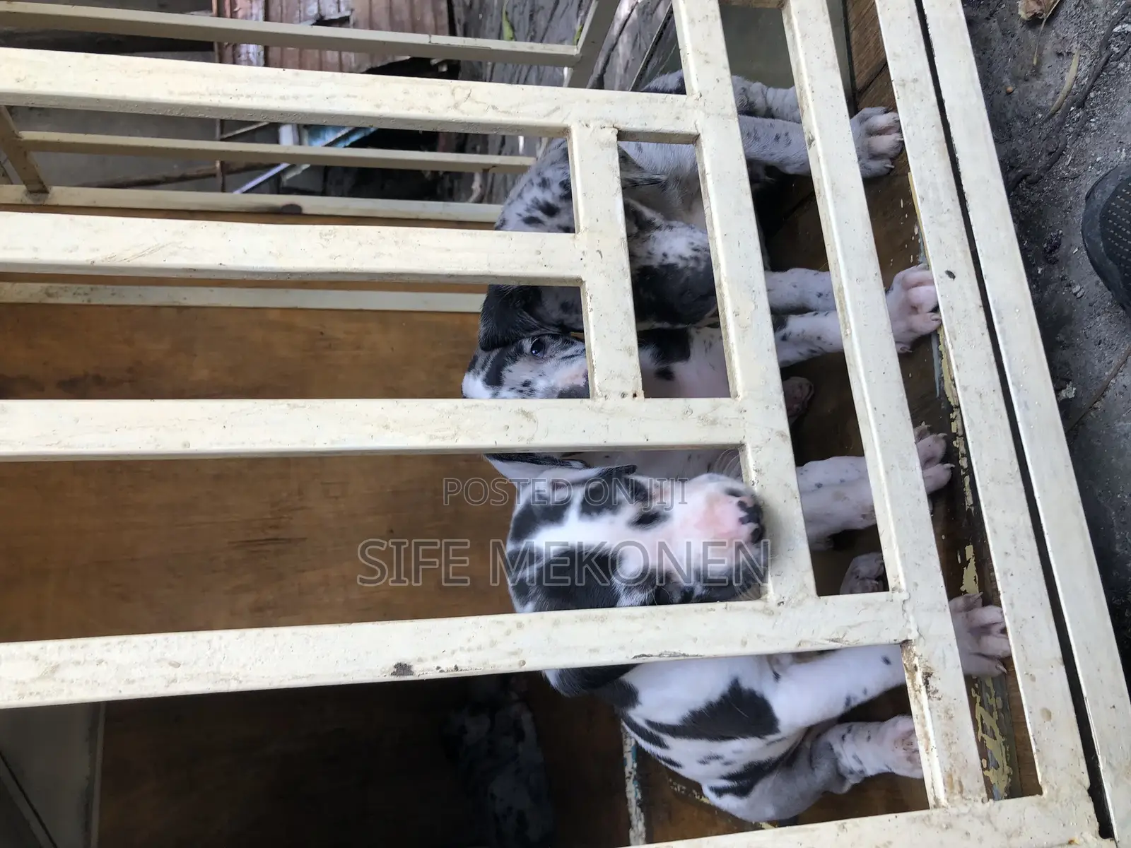 1-3 months Male Purebred Great Dane