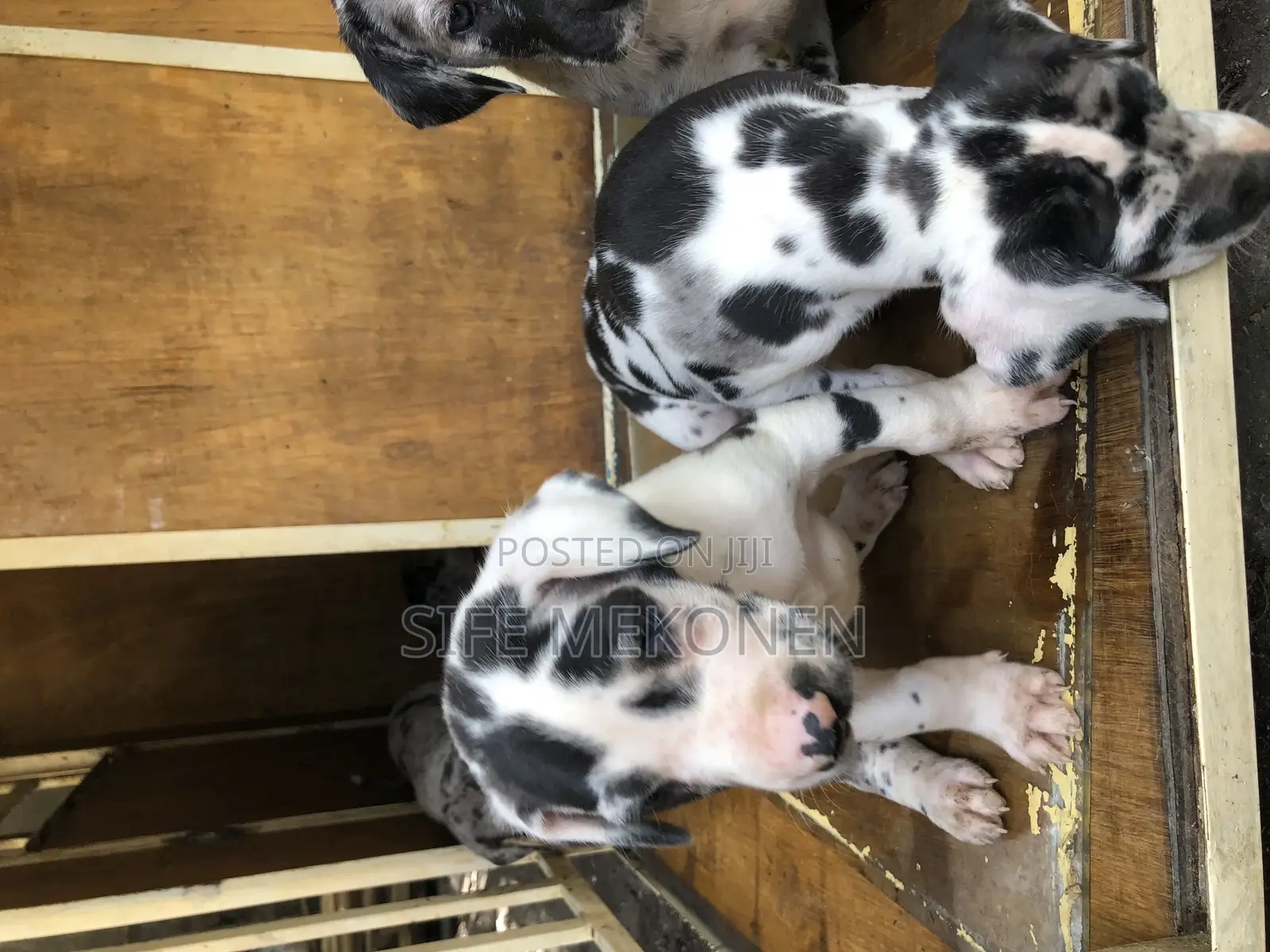 1-3 months Male Purebred Great Dane