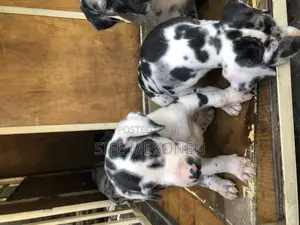 Photo - 1-3 months Male Purebred Great Dane