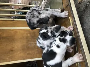 1-3 months Male Purebred Great Dane