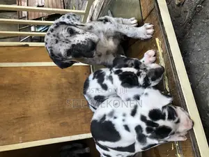 1-3 months Male Purebred Great Dane