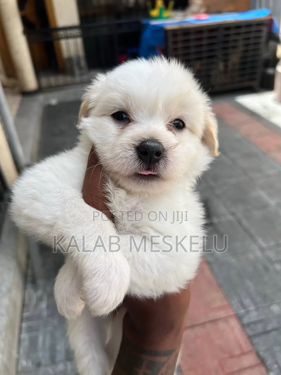 1-3 months Male Purebred Maltese