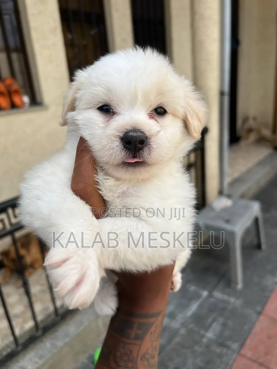 1-3 months Male Purebred Maltese