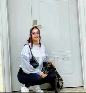 Photo - 1-3 months Male Purebred Great Dane