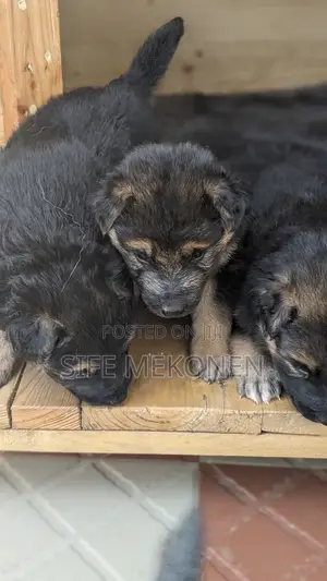 1-3 months Male Purebred German Shepherd