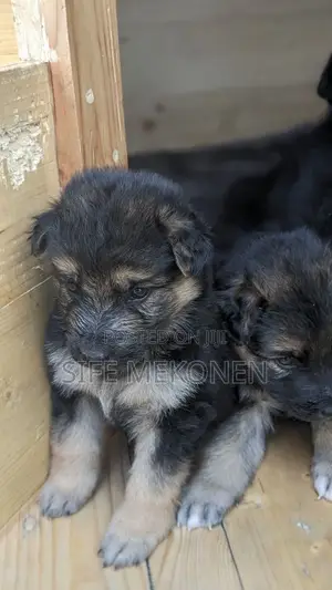 1-3 months Male Purebred German Shepherd