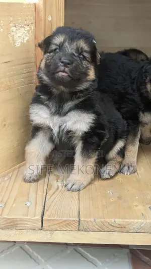 1-3 months Male Purebred German Shepherd