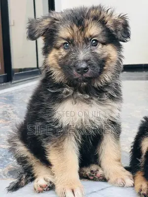 Photo - 1-3 months Male Purebred German Shepherd