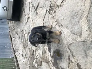 1-3 months Male Purebred German Shepherd