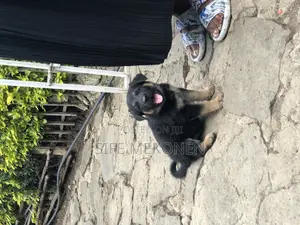 1-3 months Male Purebred German Shepherd