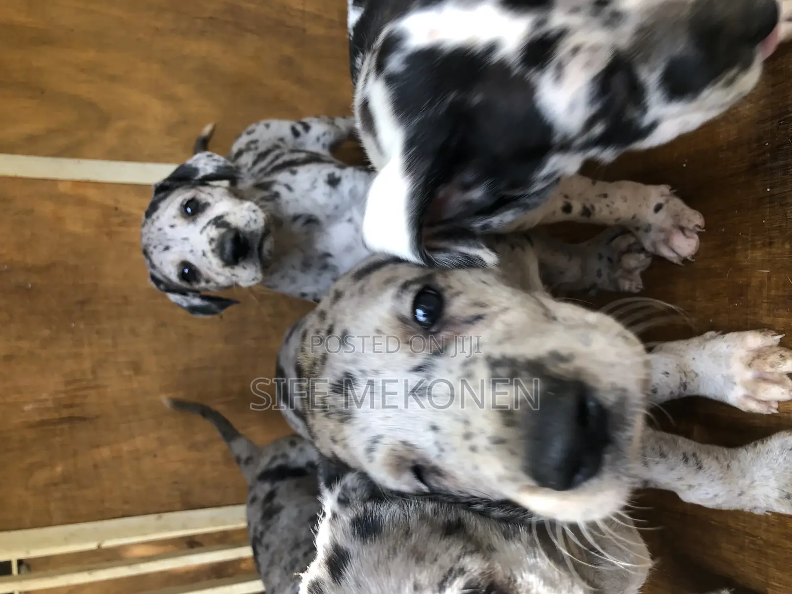 1-3 months Male Purebred Great Dane