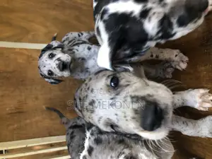 1-3 months Male Purebred Great Dane