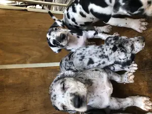 1-3 months Male Purebred Great Dane