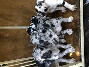 1-3 months Male Purebred Great Dane