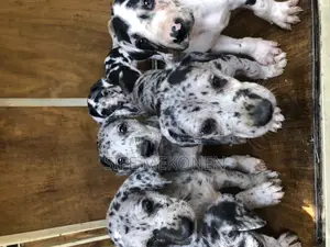 1-3 months Male Purebred Great Dane